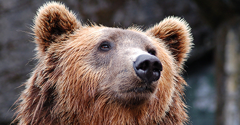 Strategies for investing in bull and bear markets.